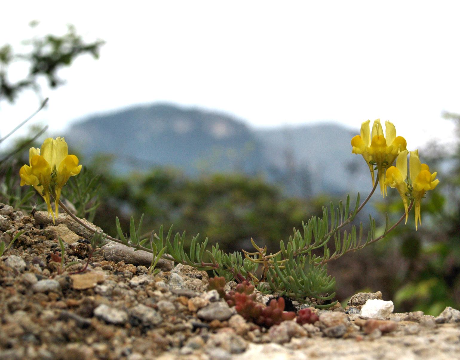 Toadflax, Long-spurred